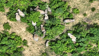 group of 17 elephants seen roaming around panic among working people in Raigarh